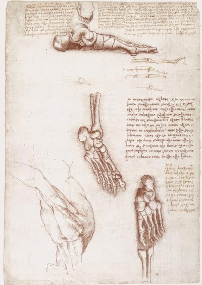 Anatomy Studies: Surface Anatomy of the Shoulder / Bones of the Foot by Leonardo da Vinci