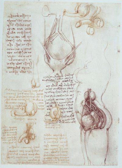 Anatomy Studies: Comparative Representations of Male and Female Genitalia by Leonardo da Vinci