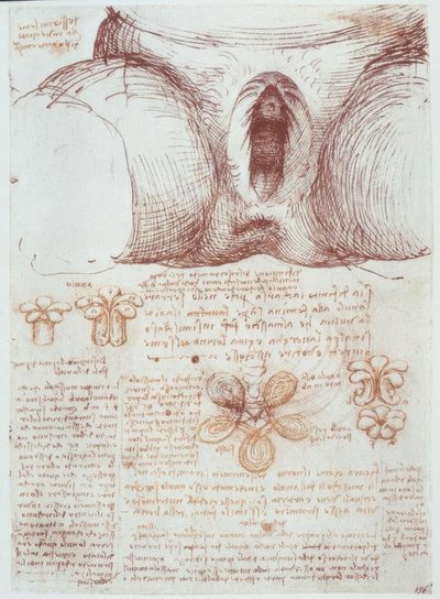 Anatomy Studies: Vulva of a Multiparous Woman after Birth by Leonardo da Vinci