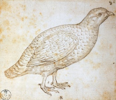 Animal studies: quail by Leonardo da Vinci