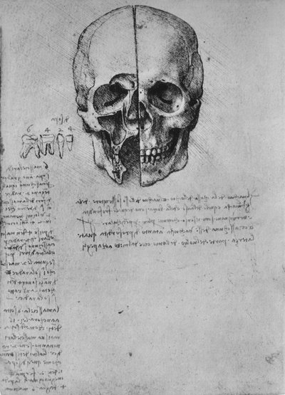 Drawing of Two Halves of a Skull by Leonardo da Vinci