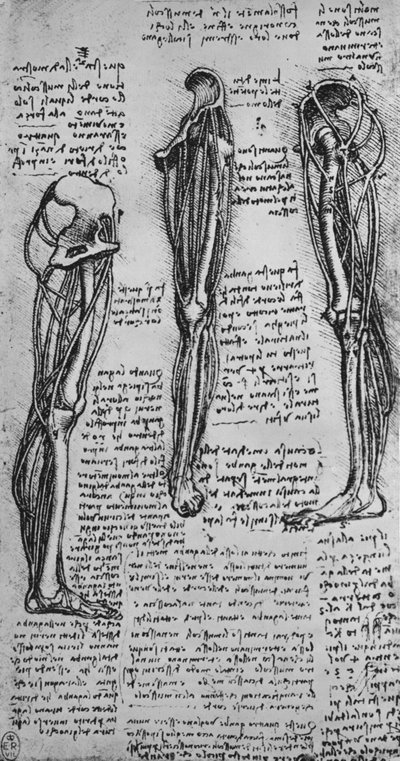 Drawings of a Left Leg Showing Bones and Tendons, c. 1480 by Leonardo da Vinci