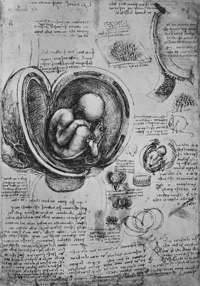 Drawings of an Embryo in the Uterus, c1480 by Leonardo da Vinci