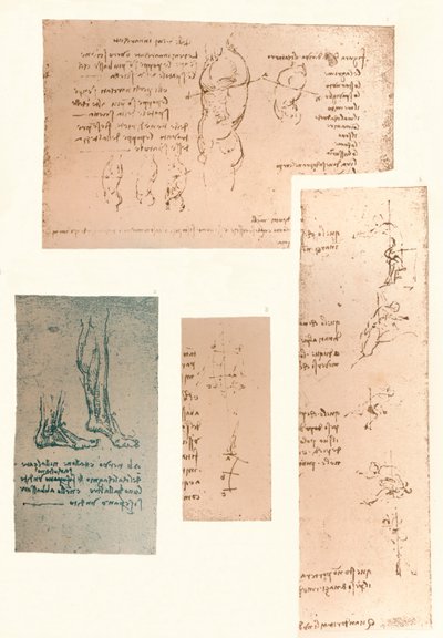 Four Drawings Illustrating the Theory of the Movements of the Human Figure by Leonardo da Vinci