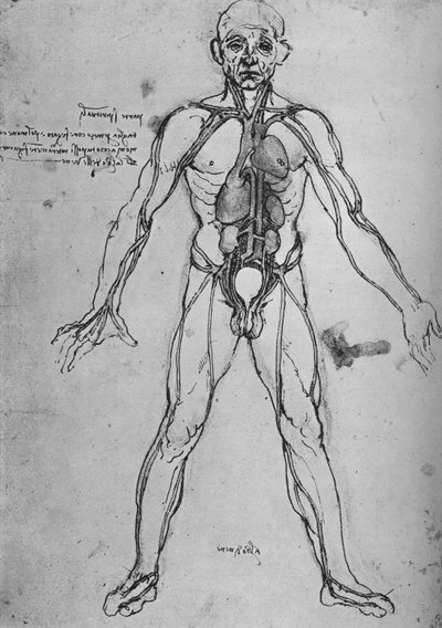 Man Drawn as an Anatomical Figure to Show the Heart, Lungs and Main Arteries by Leonardo da Vinci