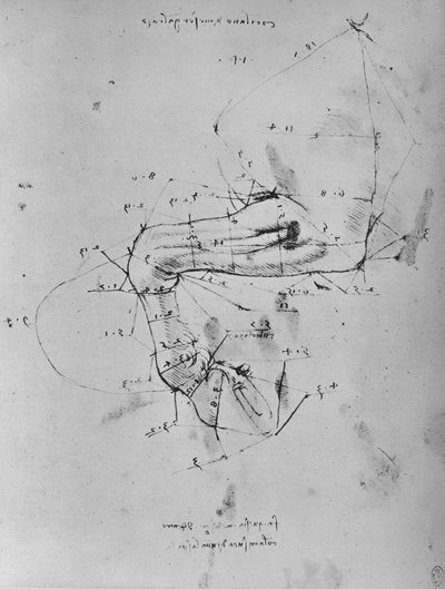 Measured Drawing of the Near Fore-Leg of a Horse by Leonardo da Vinci