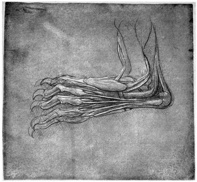 Muscles and Sinews in a Foot, Possibly of a Hare by Leonardo da Vinci