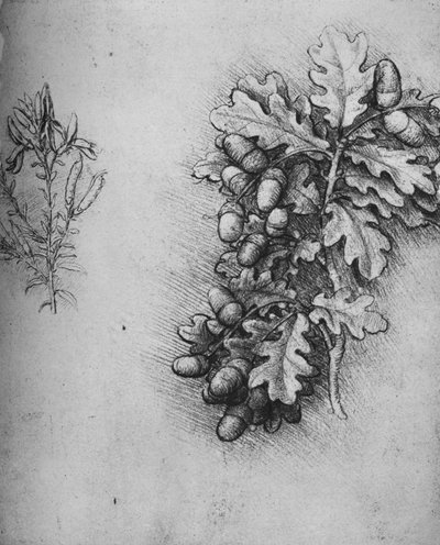 Oak-Leaves with Acorns and Dyers Greenweed by Leonardo da Vinci