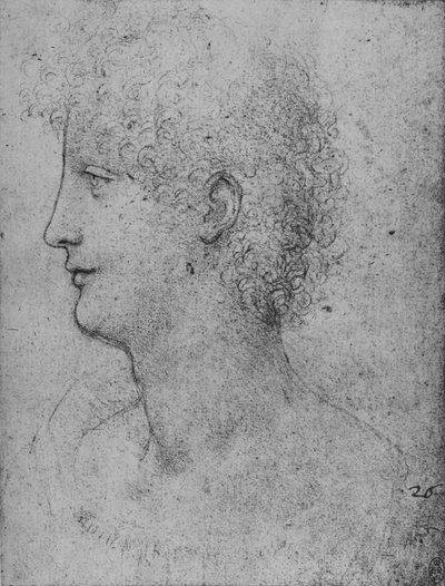 Profile to the Left of a Curly-Headed Youth by Leonardo da Vinci