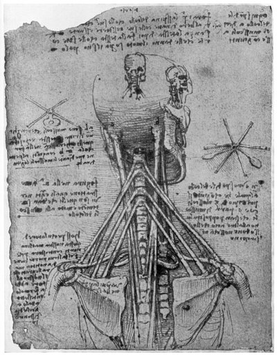 Rear view of a skeleton showing the sinews of the neck by Leonardo da Vinci
