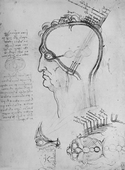 Sections of a Man
