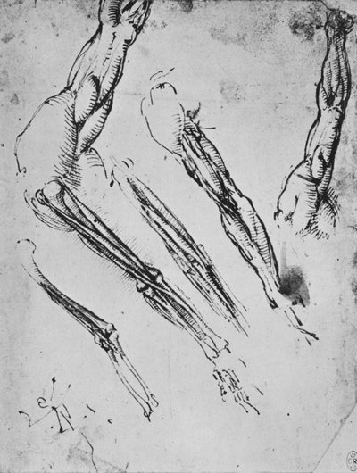 Six Studies of an Arm Showing in Three Cases the Bones by Leonardo da Vinci