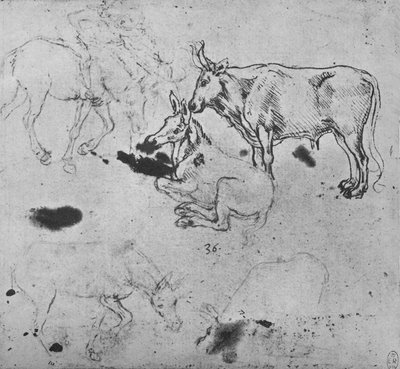 Studies of Asses and of an Ox by Leonardo da Vinci