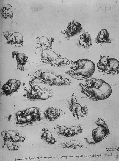 Studies of Cats and of a Dragon by Leonardo da Vinci