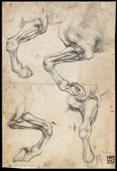 Studies of Horse