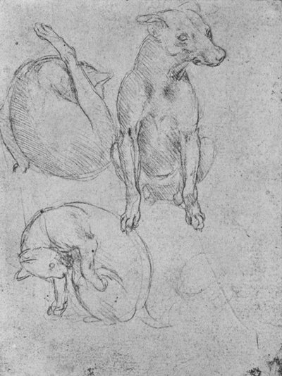 Studies of a Dog and of a Cat by Leonardo da Vinci
