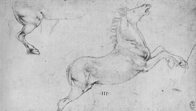 Studies of a Rearing Horse and a Horses Hind-Quarters by Leonardo da Vinci