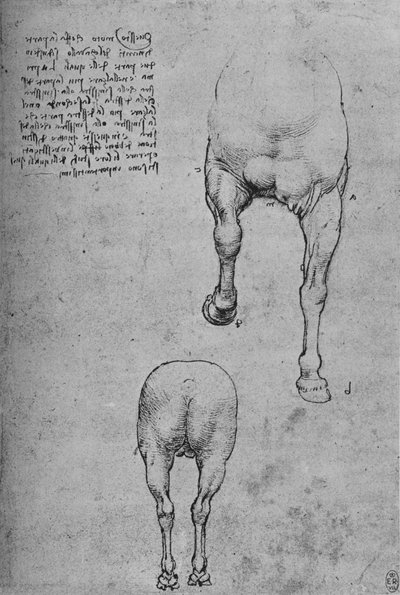 Studies of the Fore-Quarters and of the Hind-Quarters of a Horse, c1480 by Leonardo da Vinci