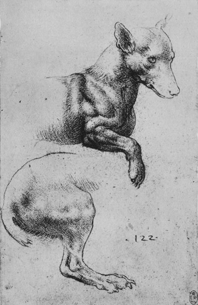 Studies of the Forepart and Hind-Quarters of a Dog by Leonardo da Vinci