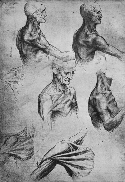 Studies of the Head and Shoulders of a Man, c1480, 1945 by Leonardo da Vinci