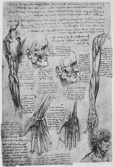 Studies of the Muscles of the Face and Arm by Leonardo da Vinci