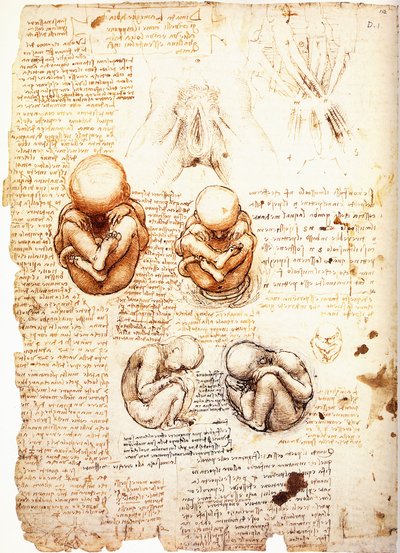 Studies on the Fetus and the Structure of the Genitalia and Pelvic Muscles of Women by Leonardo da Vinci