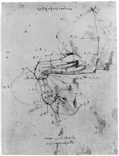 Study in proportion of a horses leg by Leonardo da Vinci