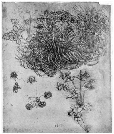 Study of a Star of Bethlehem Plant by Leonardo da Vinci