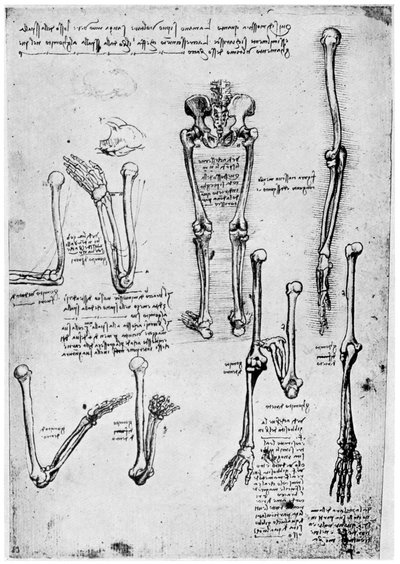 Study of Human Bones by Leonardo da Vinci