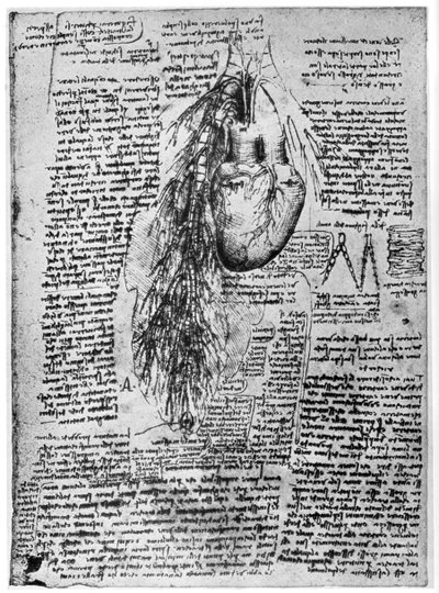 Study of the heart and the bronchial arteries, late 15th or early 16th century by Leonardo da Vinci