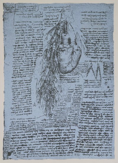 The Heart and the bronchial arteries, facsimile of the Windsor book by Leonardo da Vinci
