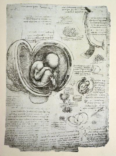 The Human Foetus in the Womb, facsimile copy by Leonardo da Vinci