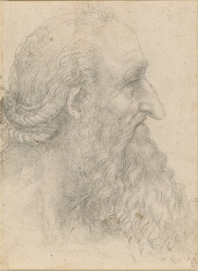 The head of an old bearded man by Leonardo da Vinci