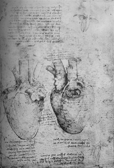 Two Drawings of the Heart, c1480 by Leonardo da Vinci