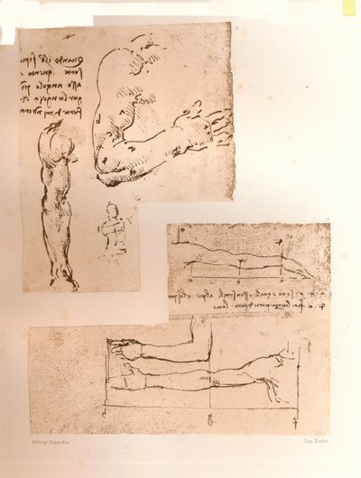 Two drawings illustrating the theory of the proportions of the human figure, c1472-c1519 by Leonardo da Vinci