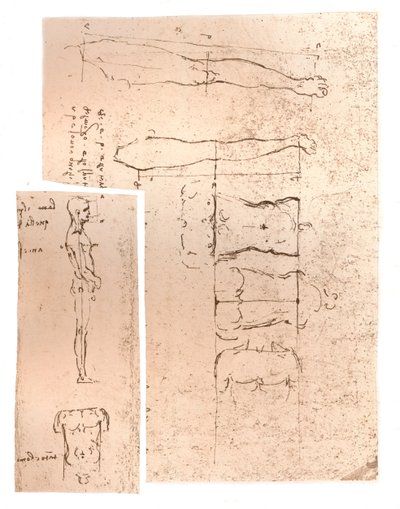Two Drawings Illustrating the Theory of the Proportions of the Human Figure, c1472-c1519 1883 by Leonardo da Vinci