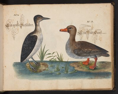 An Exact Natural Description and Delineation of the Water-Fowls, Fishes, Fourfooted Beasts, Insect, and Worms, which are found in the waters at Strasbourg by Leonhard Baldner