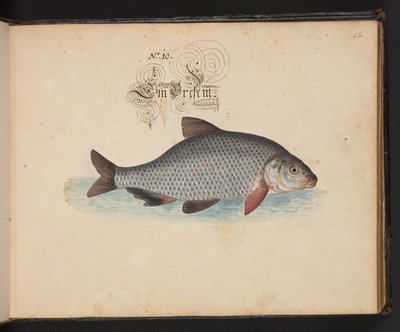An Exact Natural Description and Delineation of the Water-Fowls, Fishes, Fourfooted Beasts, Insect, and Worms, which are found in the waters at Strasbourg by Leonhard Baldner