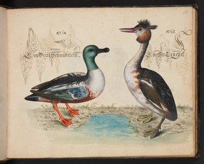 An Exact Natural Description and Delineation of the Water-Fowls, Fishes, Fourfooted Beasts, Insect, and Worms, which are Found in the Waters at Strasbourg, which I Myself Shot and Handled. Leonard Baldner, Fisher and Citizen in Strasbourg by Leonhard Baldner