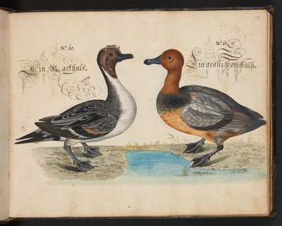An exact natural description and delineation of the water-fowls, fishes, fourfooted beasts, insects, and worms found in the waters at Strasbourg by Leonhard Baldner