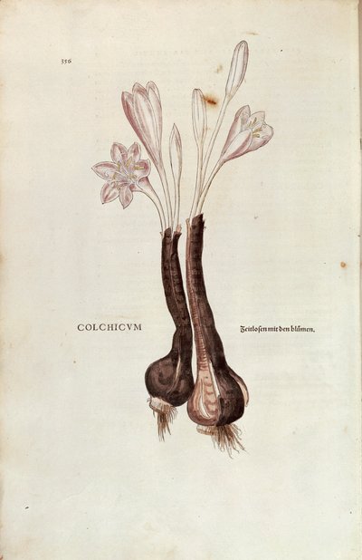 Autumn Crocus (Colchicum autumnale) by Leonhard Fuchs