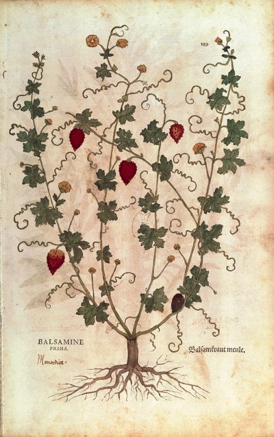 Balsam Apple (Momordica balsamina) from Notable Commentaries on the History of Plants by Leonhard Fuchs