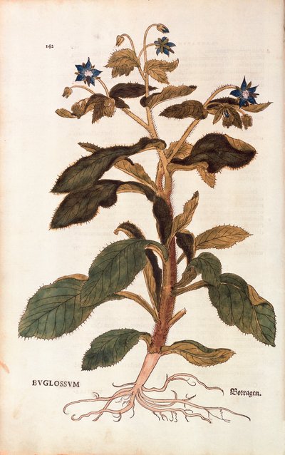 Borage - Borago officinalis (Buglossum) by Leonhart Fuchs from De historia stirpium commentarii insignes (Notable Commentaries on the History of Plants) by Leonhard Fuchs