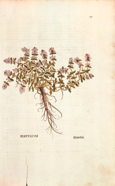 Breckland or Wild Thyme (Thymus serpyllum) from Notable Commentaries on the History of Plants by Leonhard Fuchs