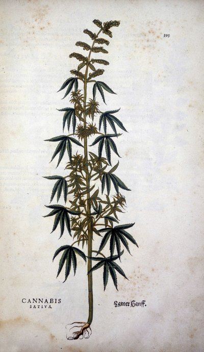 Cannabis Sativa (Hemp cultivative) - in 