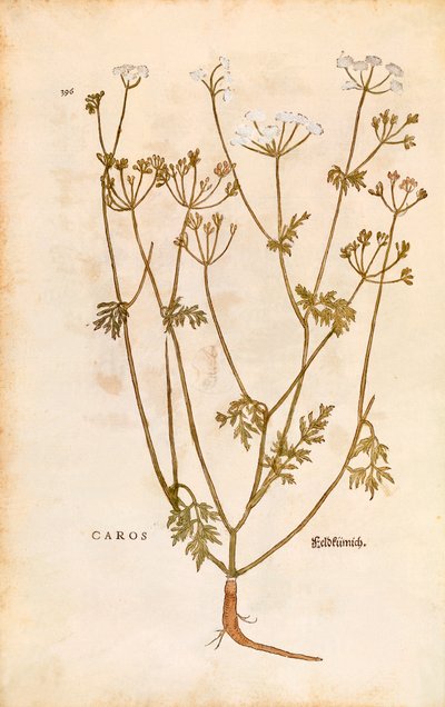Caraway - Carum carvi (Caros) by Leonhart Fuchs from De historia stirpium commentarii insignes (Notable Commentaries on the History of Plants) by Leonhard Fuchs