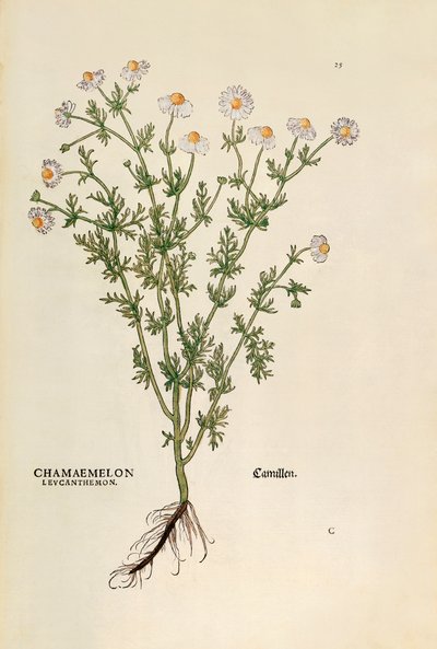 Chamomile - Matricaria chamomilla (Chamaemelum leucanthemum) from De historia stirpium commentarii insignes (Notable Commentaries on the History of Plants), coloured engraving by Leonhard Fuchs