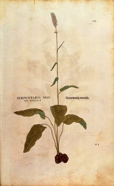 Common Bistort - Persicaria bistorta by Leonhard Fuchs
