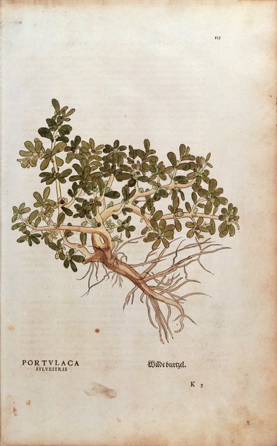 Common Purslane or Pigweed - Portulaca oleracea (Portulaca sylvestris) from De historia stirpium commentarii insignes (Notable Commentaries on the History of Plants), coloured engraving by Leonhard Fuchs