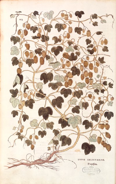 Common Hop (Humulus lupulus) by Leonhart Fuchs from 